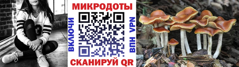 Псилоцибиновые грибы Cubensis  Малоярославец 