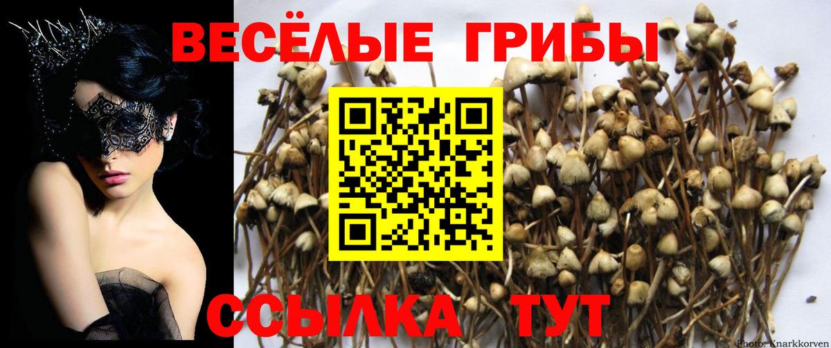 Псилоцибиновые грибы GOLDEN TEACHER Малоярославец